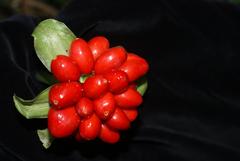 Scadoxus membranaceus