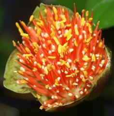 Scadoxus membranaceus