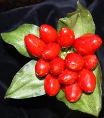 Scadoxus membranaceus