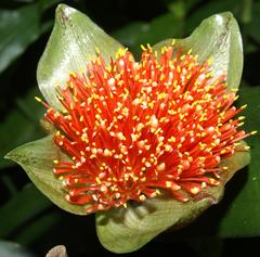 Scadoxus membranaceus