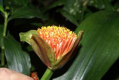 Scadoxus membranaceus