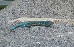 Cnemidophorus arubensis