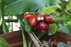 Scadoxus membranaceus