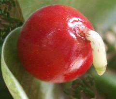 Scadoxus membranaceus