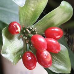 Scadoxus membranaceus
