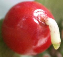 Scadoxus membranaceus