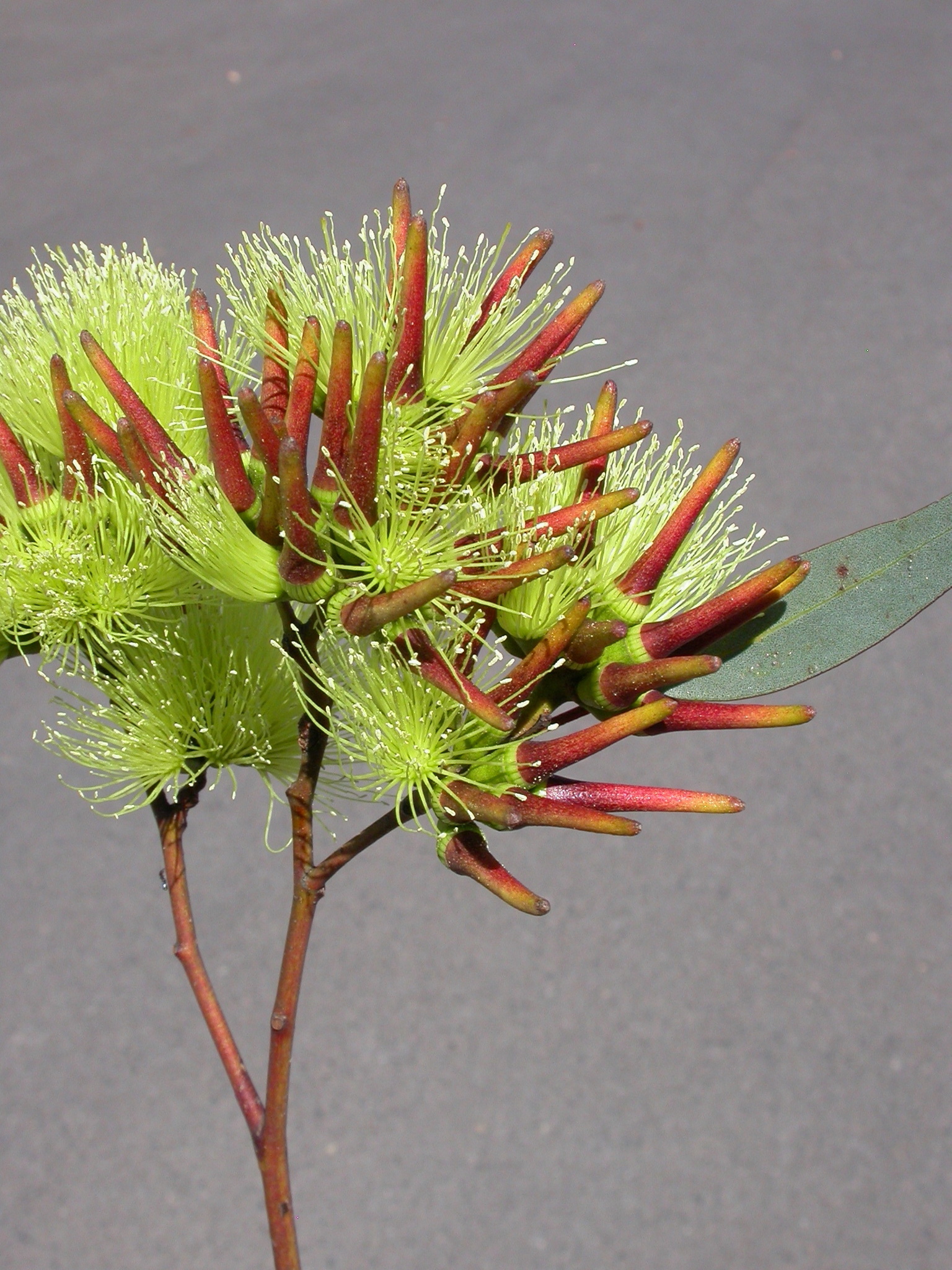Eucalyptus macrandra