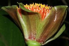 Scadoxus membranaceus