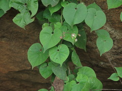 Pergularia daemia daemia