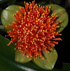 Scadoxus membranaceus