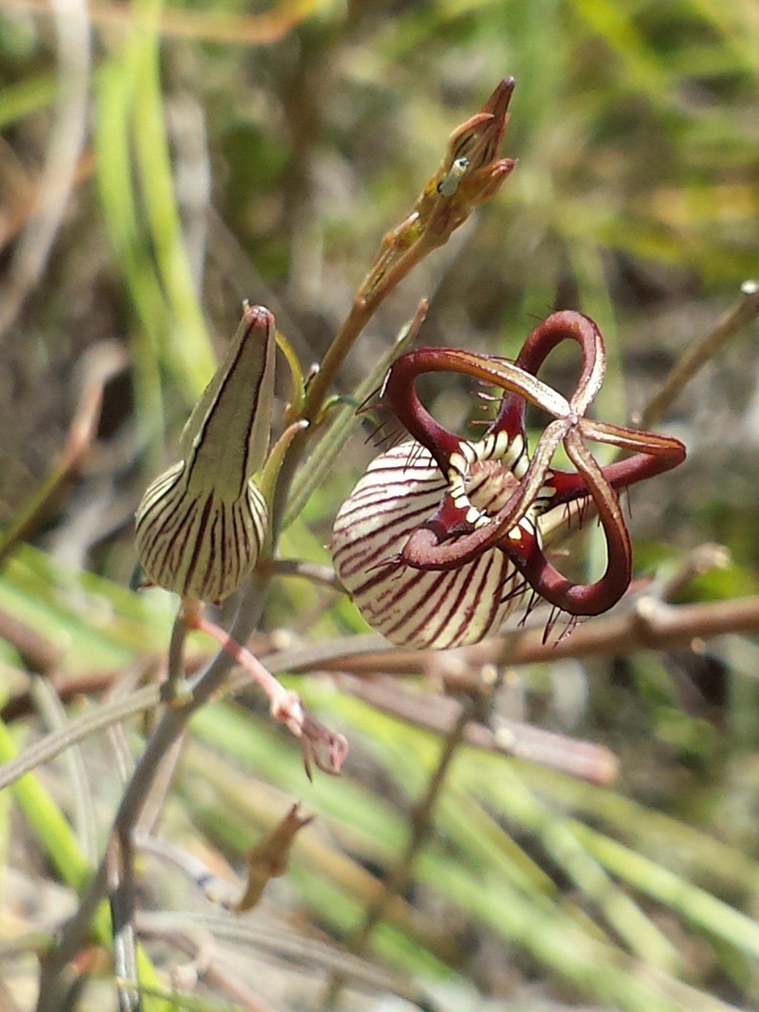 Ceropegia dimorpha