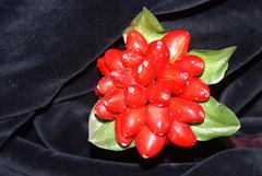 Scadoxus membranaceus