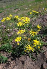 Senecio erosus