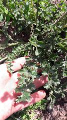 Senecio erosus