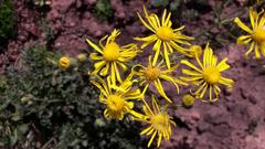 Senecio erosus
