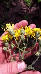 Senecio erosus