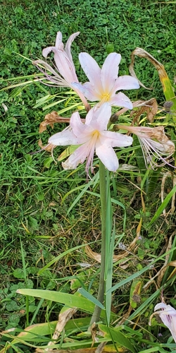 Image of Lycoris squamigera by (c) mteeter, some rights reserved (CC BY)