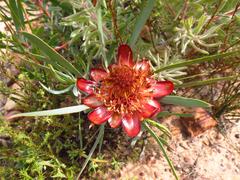 Protea acuminata
