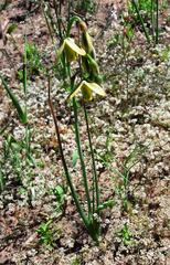 Albuca juncifolia