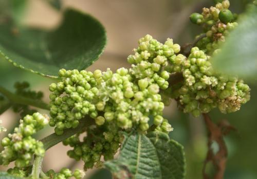 Trema orientale