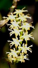 Tridactyle bicaudata