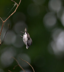 Hemipus hirundinaceus