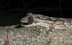 Homopholis walbergii