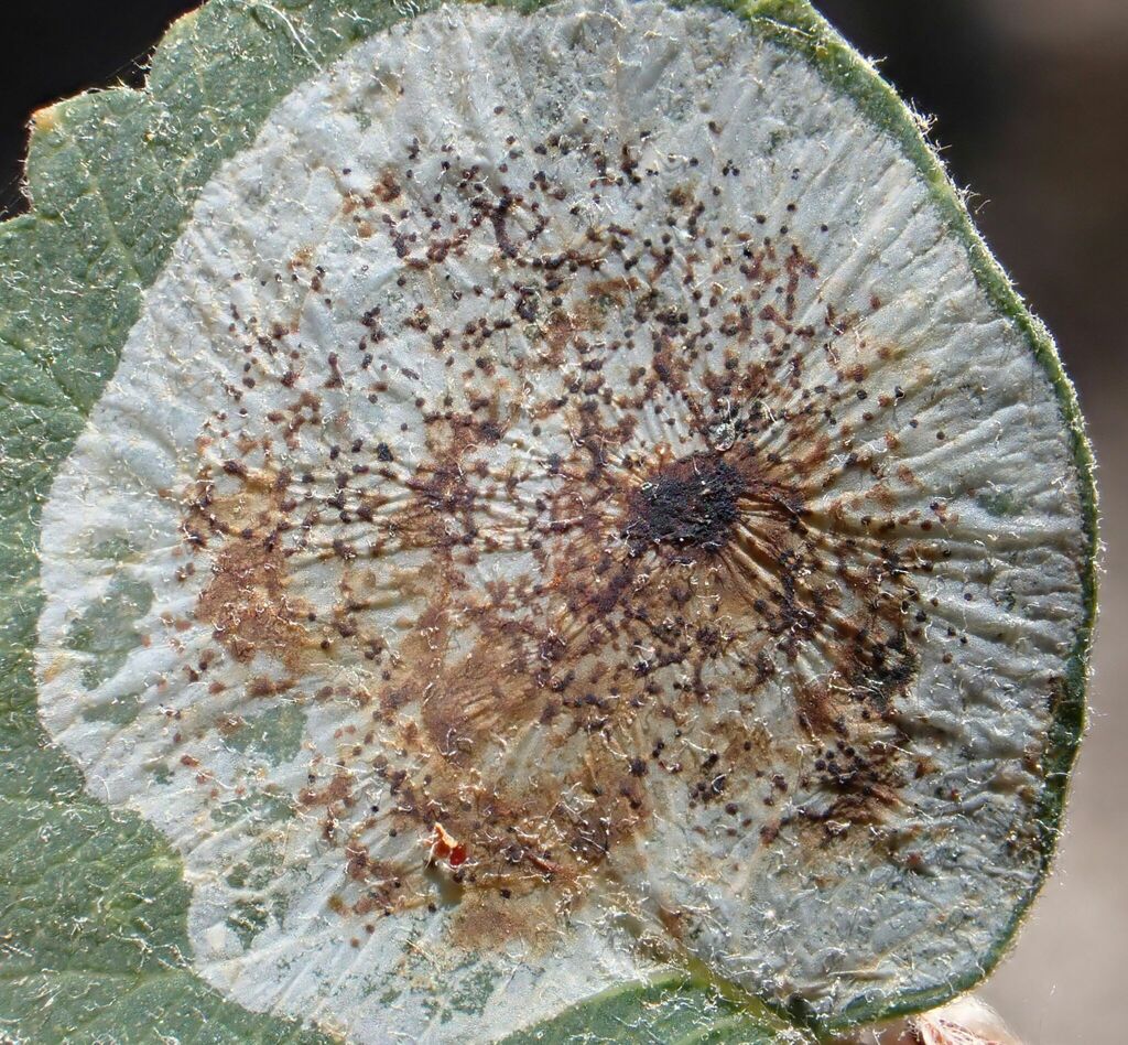 Parornix alta