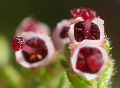 Image of Erica cordata by (c) Nicola van Berkel, some rights reserved (CC BY-SA)
