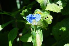 Commelina eckloniana