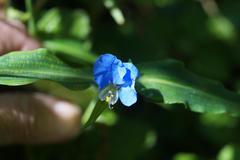 Commelina eckloniana