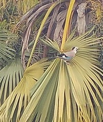 Garrulus glandarius atricapillus