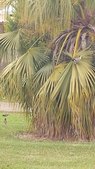 Garrulus glandarius atricapillus