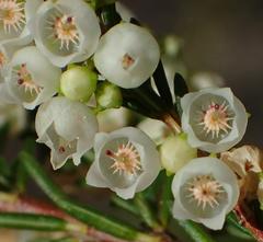 Erica tenuis