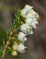Erica tenuis