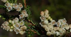 Erica tenuis
