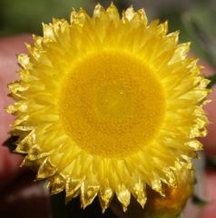 Helichrysum decorum