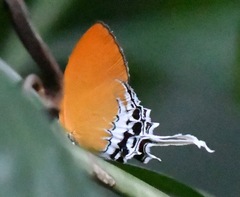 Eooxylides tharis distanti