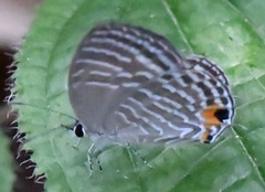 Jamides celeno aelianus