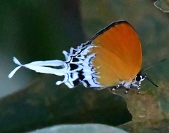 Eooxylides tharis distanti