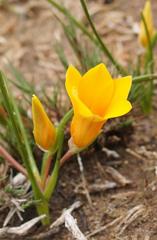 Romulea saldanhensis