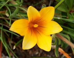 Romulea saldanhensis