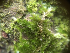 Hypnum resupinatum