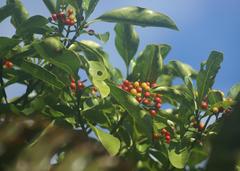 Psychotria capensis capensis