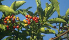 Psychotria capensis capensis