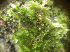 Hypnum resupinatum
