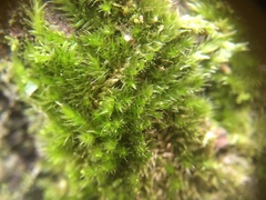 Hypnum resupinatum