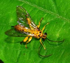 Theronia