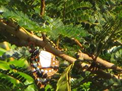 Albizia adianthifolia adianthifolia
