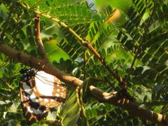 Albizia adianthifolia adianthifolia